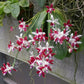 Phal. tetraspis 'C1'-species, unique flower color patterns, random petal color in red or white