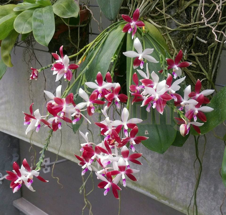 Phal. tetraspis 'C1'-species, unique flower color patterns, random petal color in red or white