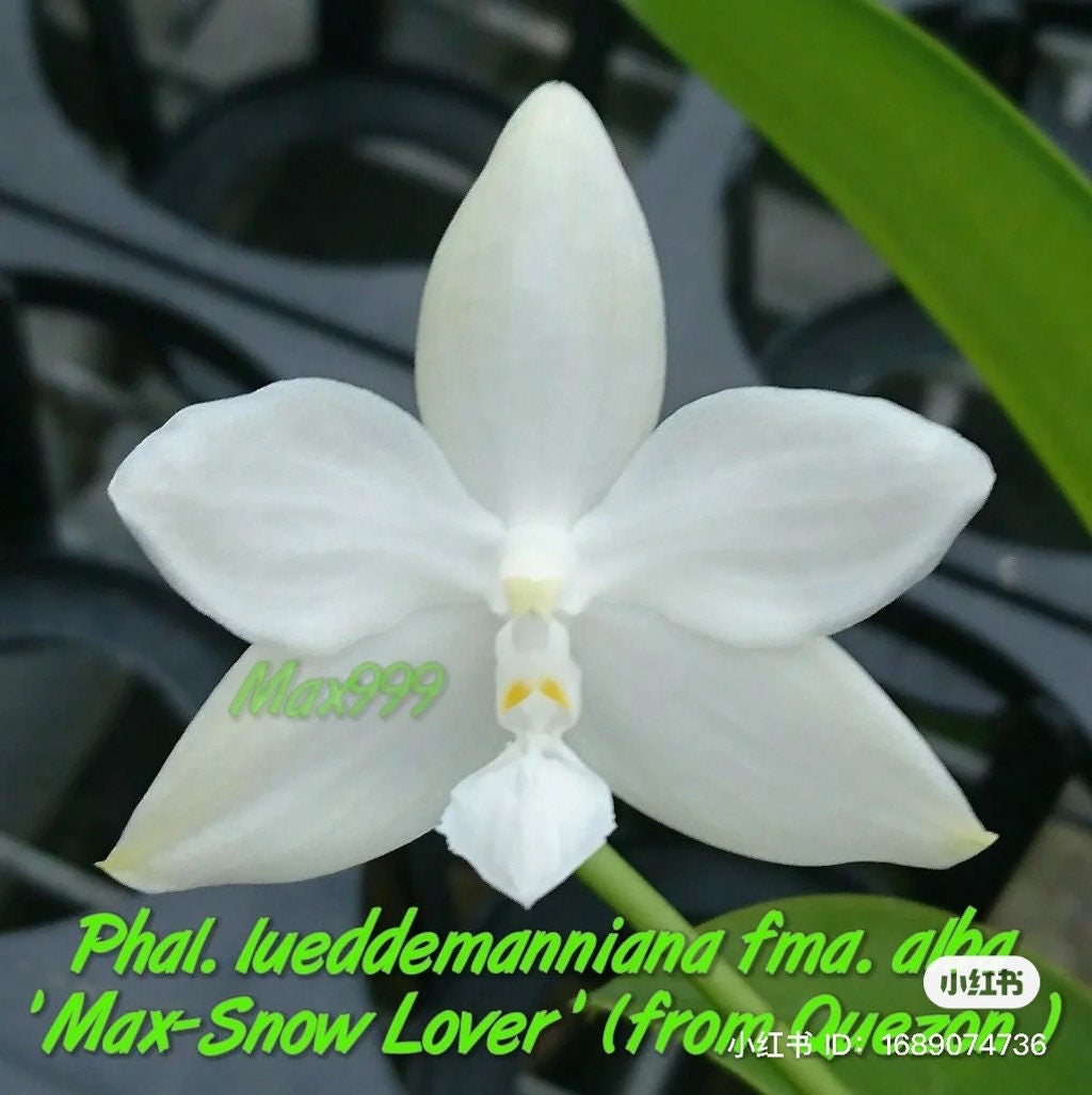 Super fragrant and very Rare species! Phal. lueddemanniana fma.alba 'Max-Snow Lover' ‘KSM-168’